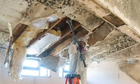 Best Basement Mold Removal in Springfield, TN